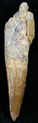 Spinosaurus Tooth - Real Dinosaur Tooth #27192